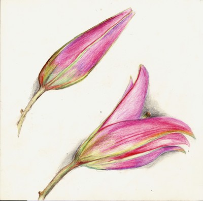 Glück, Eva_Wachstum Orchidee 1-2_2015_Q11.jpg Glück, Eva_Wachstum Orchidee 1-2_2015_Q11.jpg