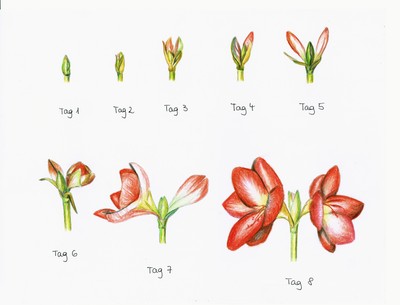 Krause, Yvonne_Wachstum_Amaryllis in 8 Phasen_2015_Q11__.jpg