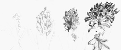 Poppe, Melina_Wachstum Hyazinthe in 4 Phasen_2015_Q11_.jpg Poppe, Melina_Wachstum Hyazinthe in 4 Phasen_2015_Q11_.jpg